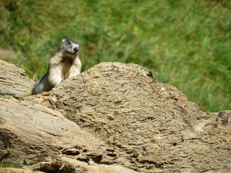 Alpenmarmot - Blogout