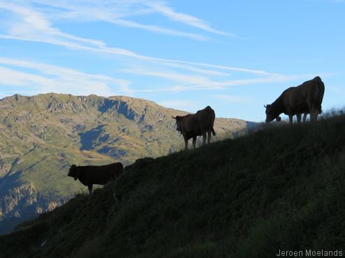 Een kleine kudde koeien op het wandelpad - Blogout